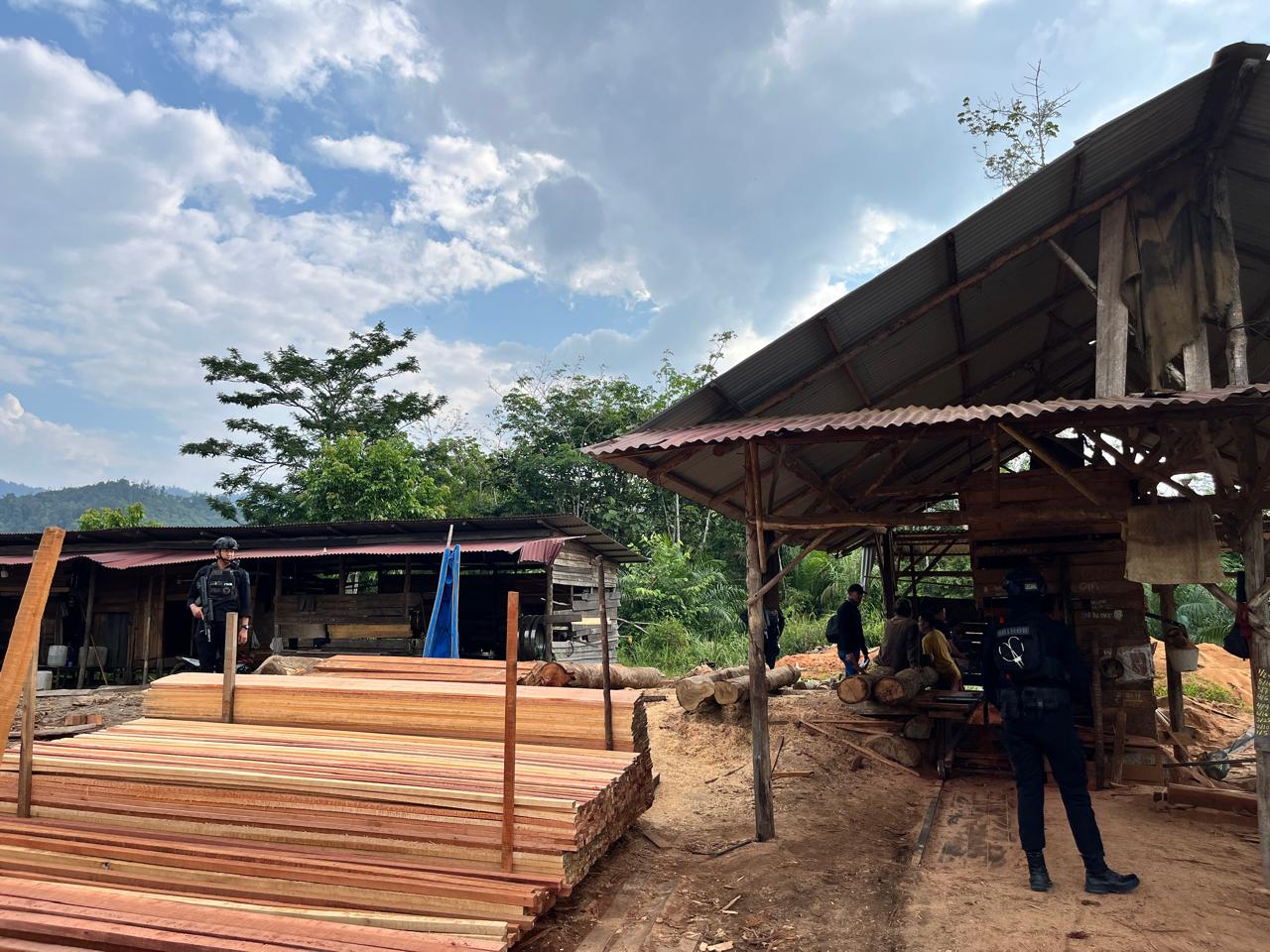 Polda Riau Bongkar Sawmill Ilegal di Kampar, 780 Batang Kayu Hasil Illegal Logging Disita