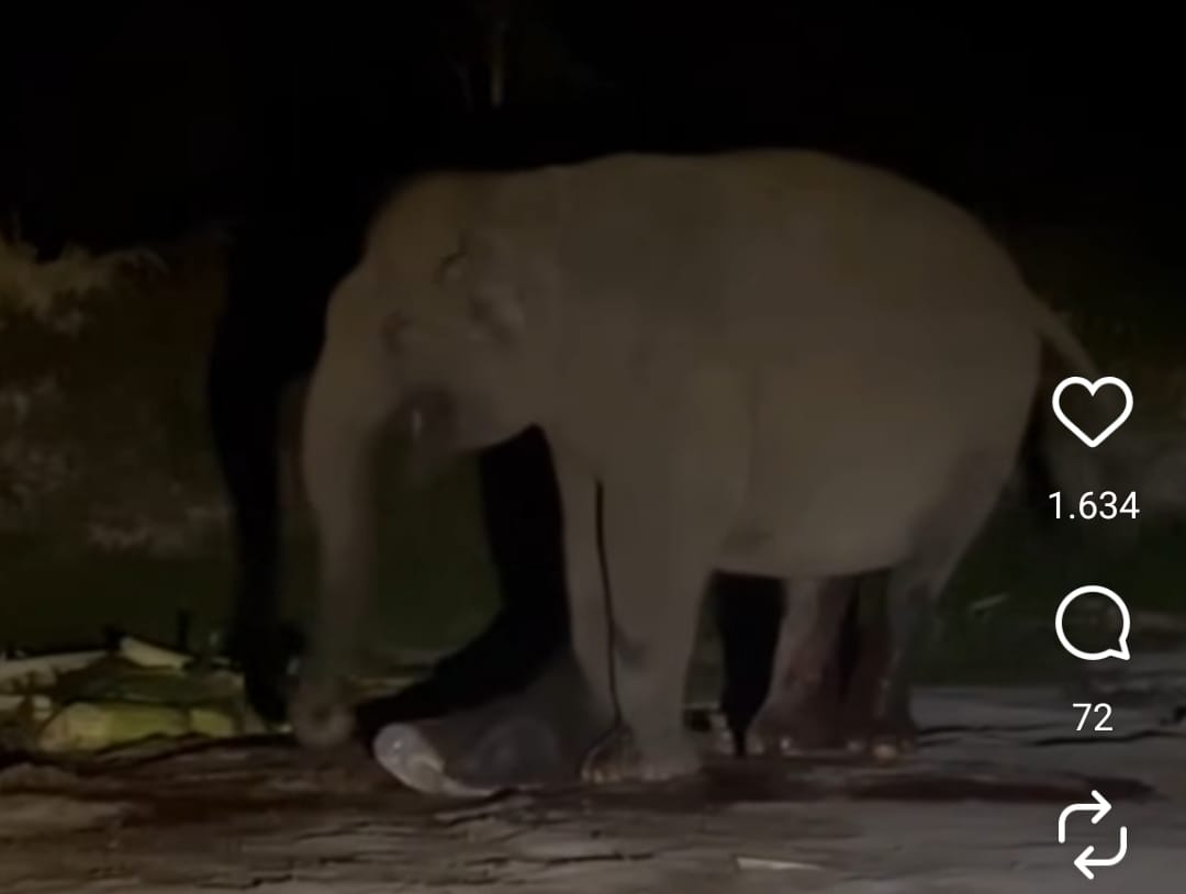 Kabar Gembira, Gajah Lisa Melahirkan Anak Jantan di Elephants Flying Squad TNTN 