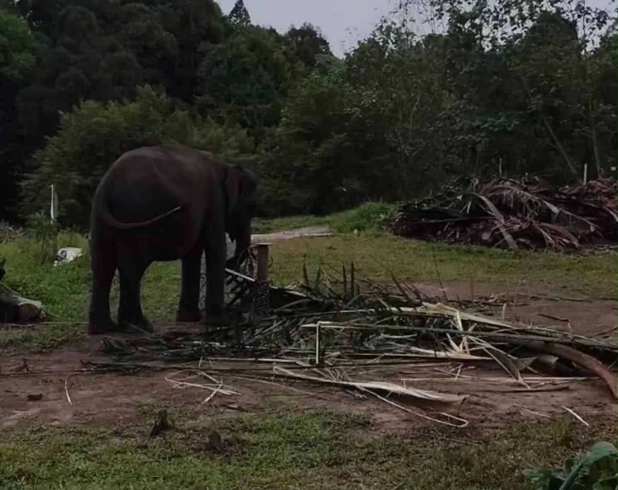 Kematian Beruntun Gajah di PLG Minas karena Pencernaan, Pakan Pelepah Sawit Perlu Ditelusuri