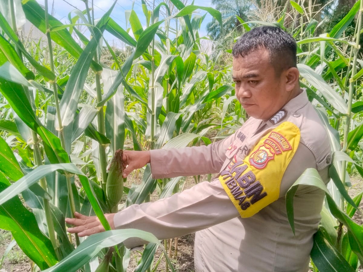 Polsek Rimba Melintang Pantau Pertumbuhan Jagung Ketahanan Pangan di Harapan Jaya