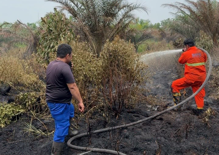 Kualitas Udara Memburuk, Kebakaran Lahan di Pekanbaru Capai 91,6 Hektar 