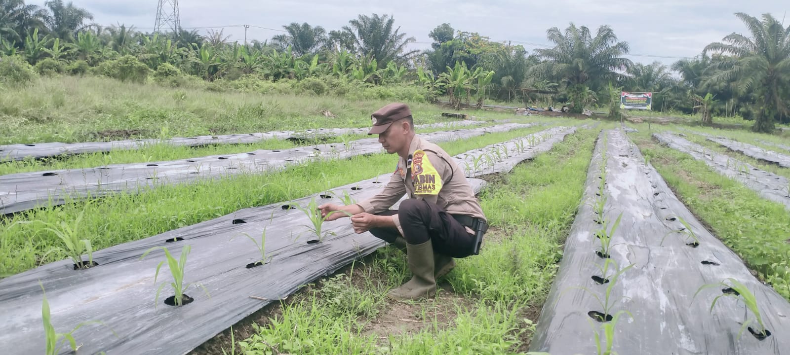 Polsek Rimba Melintang Cek Tanaman Jagung Program Ketahanan Pangan di Pematang Botam Rohil