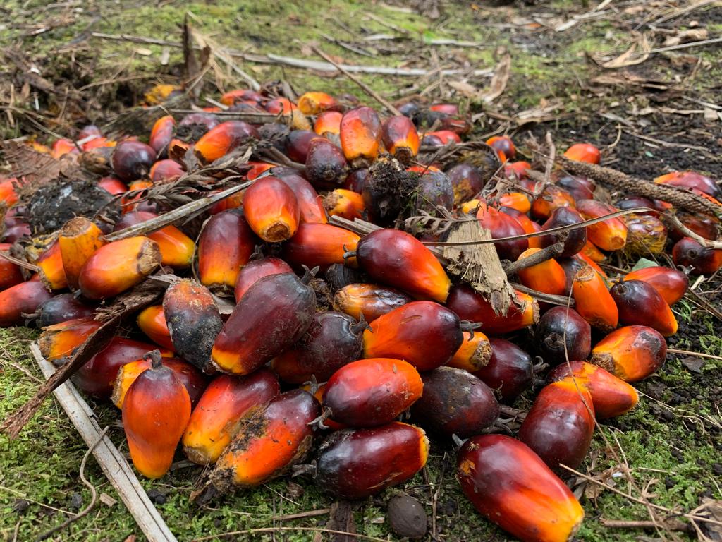Harga TBS Kelapa Sawit Mitra Swadaya Capai Rp3.842 per Kilogram
