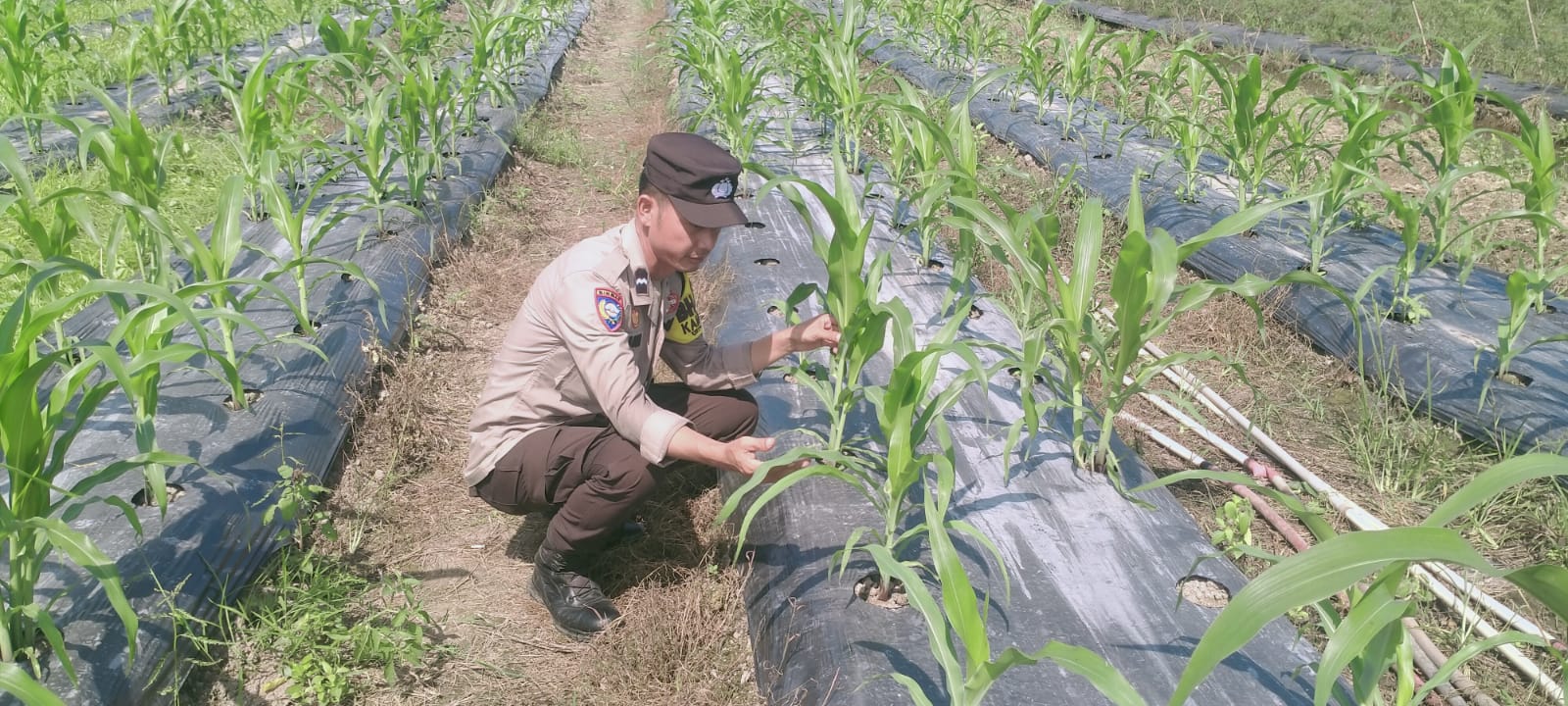 Polisi dan Masyarakat Bersinergi Wujudkan Ketahanan Pangan di Rimba Melintang