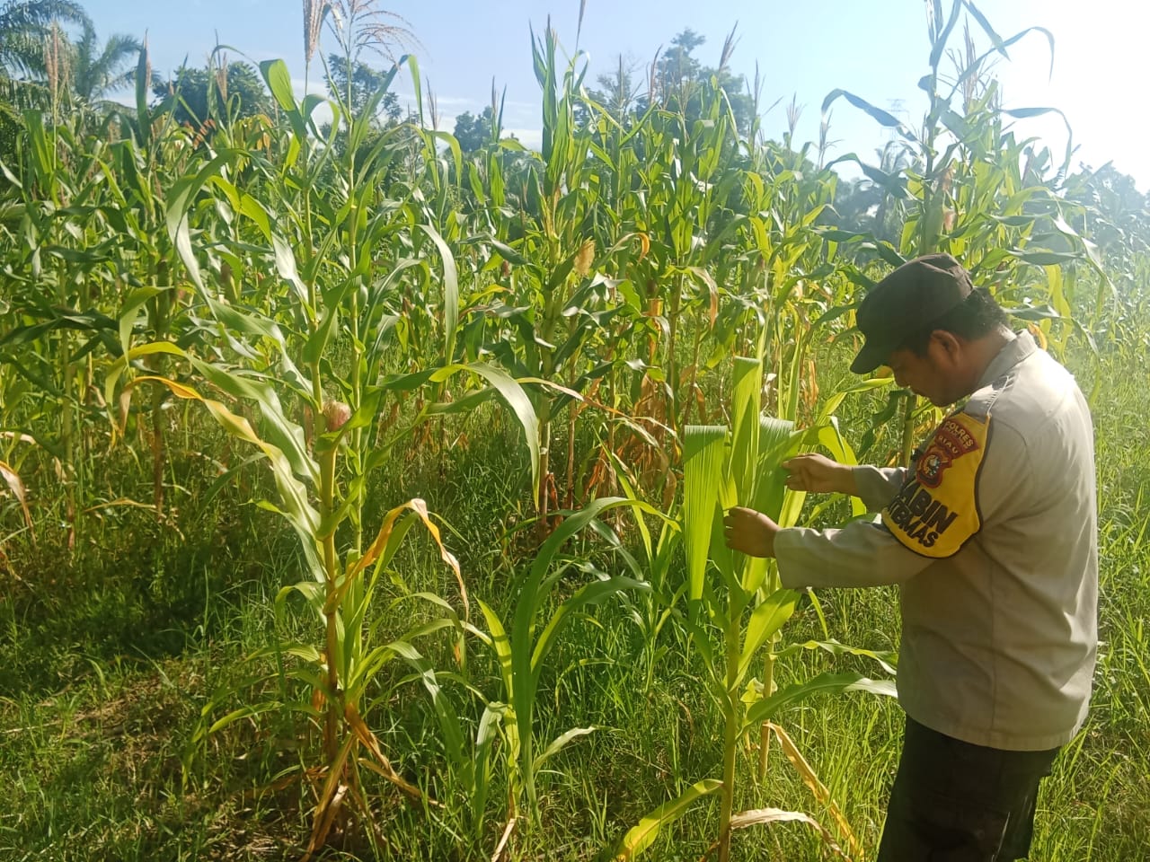 Bhabinkamtibmas Polsek Rimba Melintang Pantau Ketahanan Pangan di Mukti Jaya Rohil