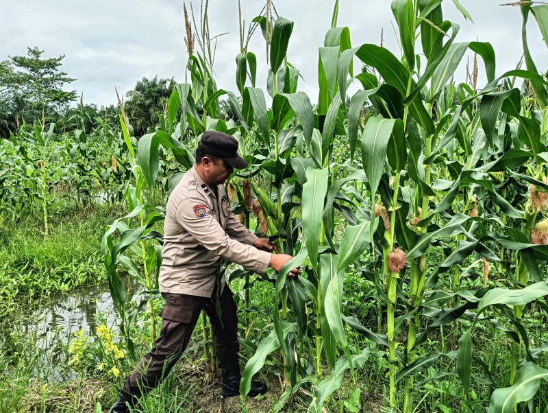 Polsek Rimba Melintang Cek Tanaman Jagung Program Ketahanan Pangan Polri di Rohil