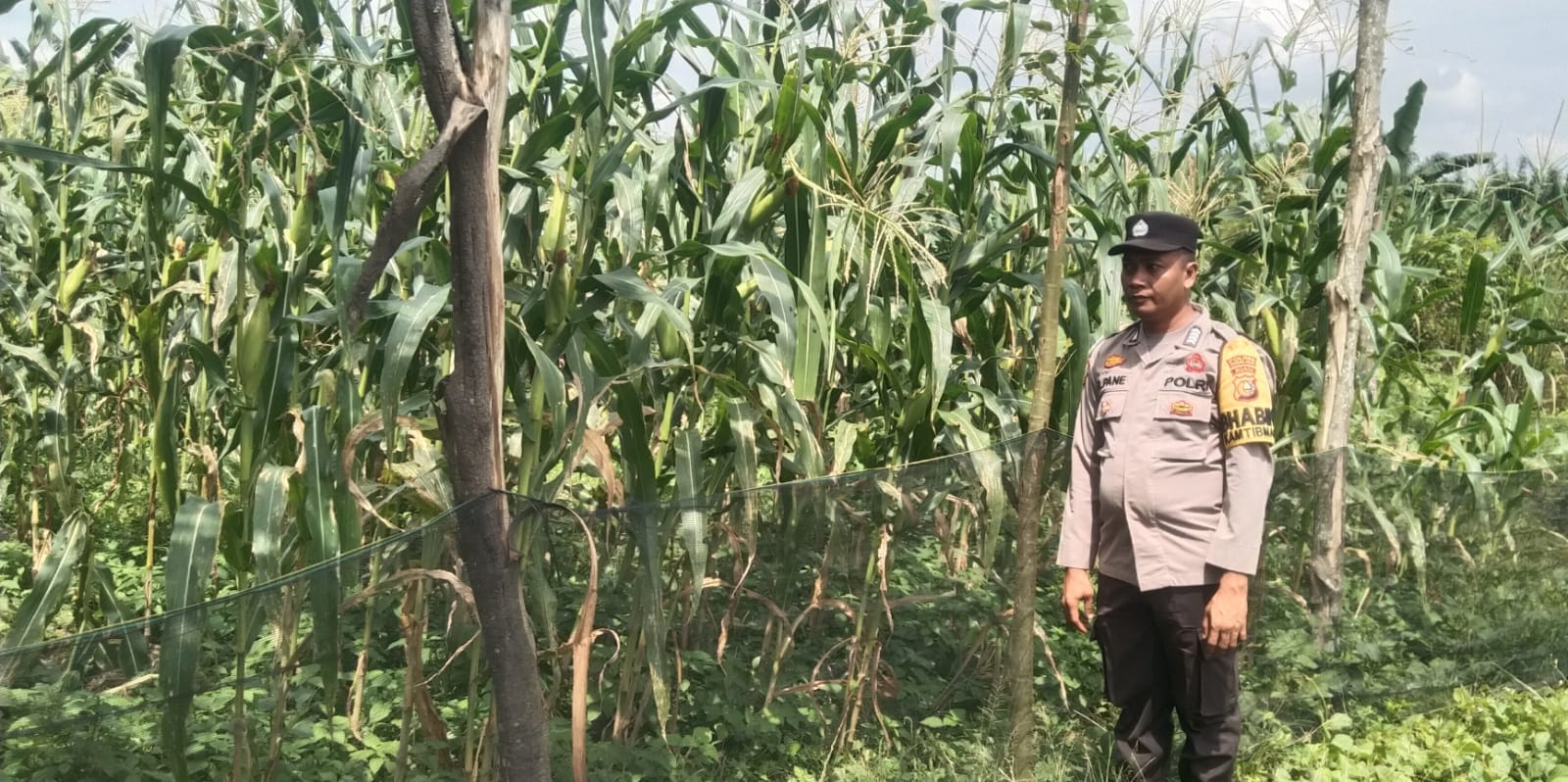 Wujudkan Swasembada Pangan, Polisi Sambangi Petani Jagung di Bangko Pusako