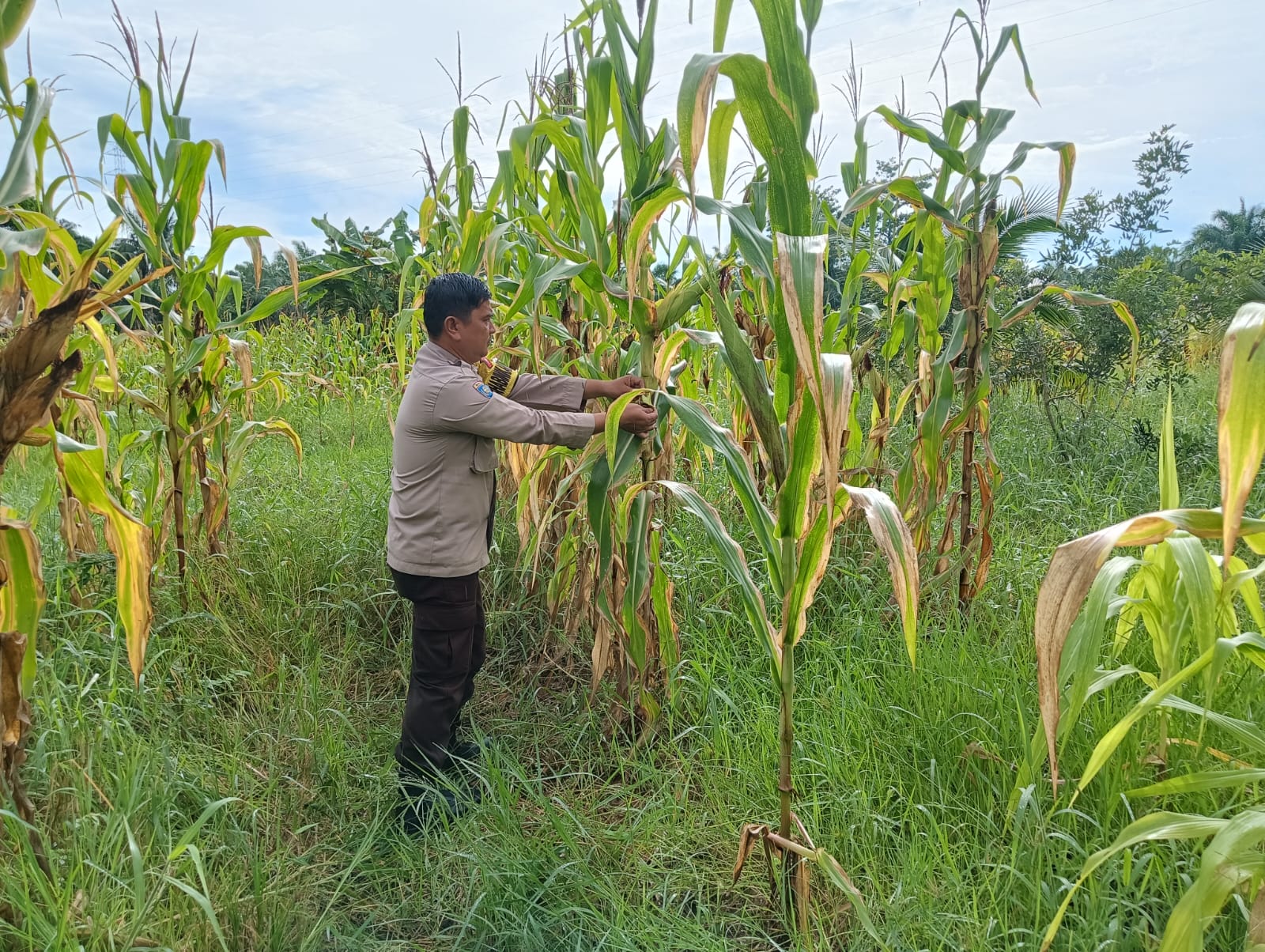 Personel Polsek Rimba Melintang Pastikan Ketahanan Pangan Jagung Berjalan Optimal