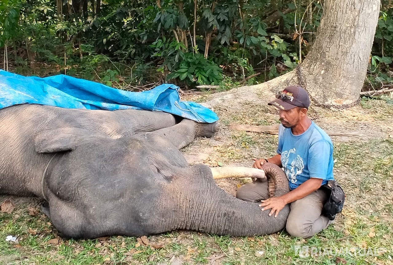 Kabar Duka dari PLG Minas, Gajah Binaan Diego Mati di Usia 17 Tahun
