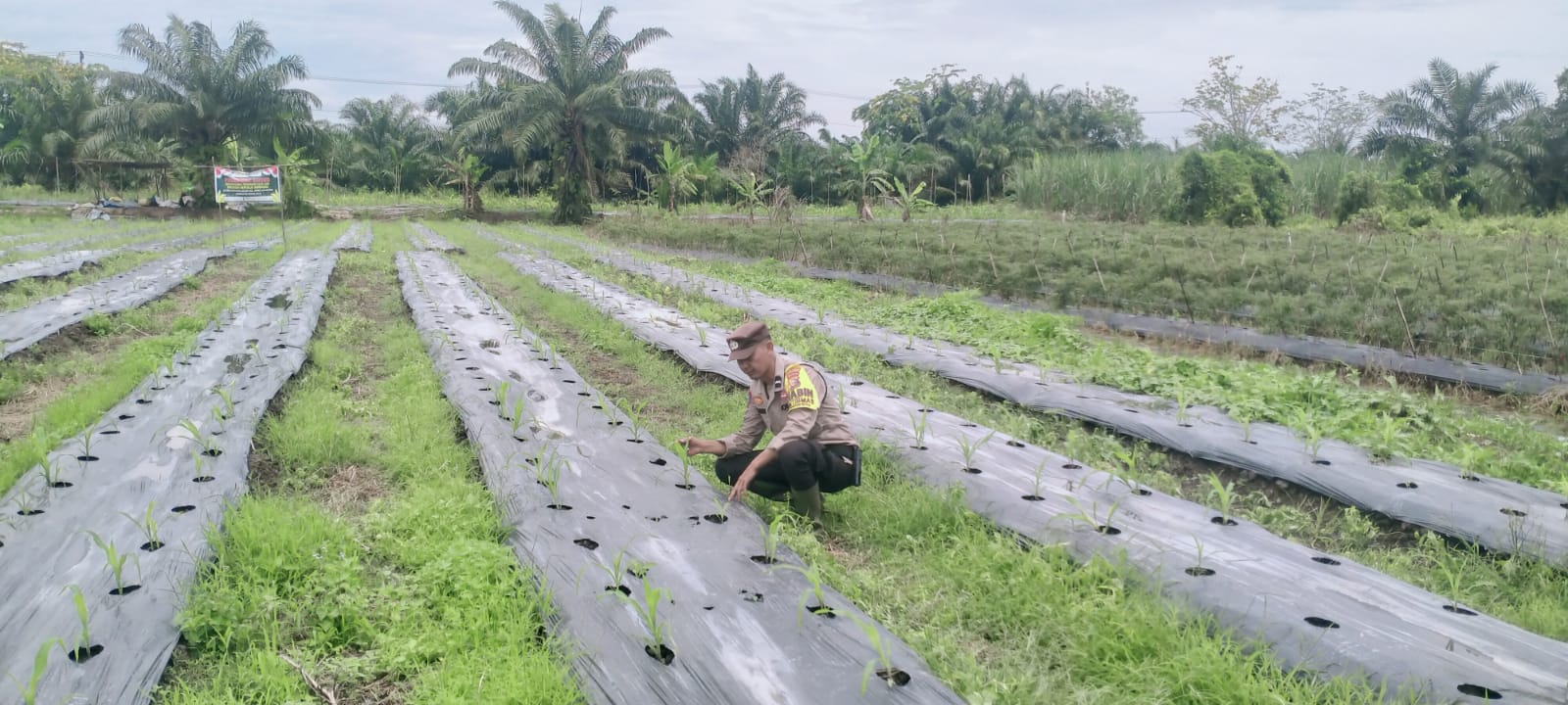 Dukung Ketahanan Pangan Nasional, Polsek Rimba Melintang Cek Tanam Jagung di Pematang Botam