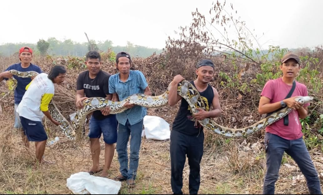 Geger! Piton 7 Meter Ditemukan Jaga Puluhan Telur di Kebun Karet Kampar