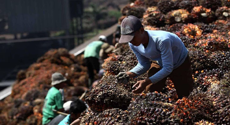 Harga TBS Sawit Mitra Swadaya Riau Merosot Jadi Rp3.885 per Kg, Berikut Daftarnya!