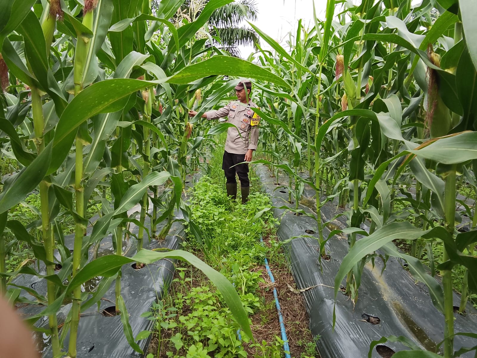 Polsek Rimba Melintang Pantau Lahan Jagung Binaan Bhabinkamtibmas di Rohil