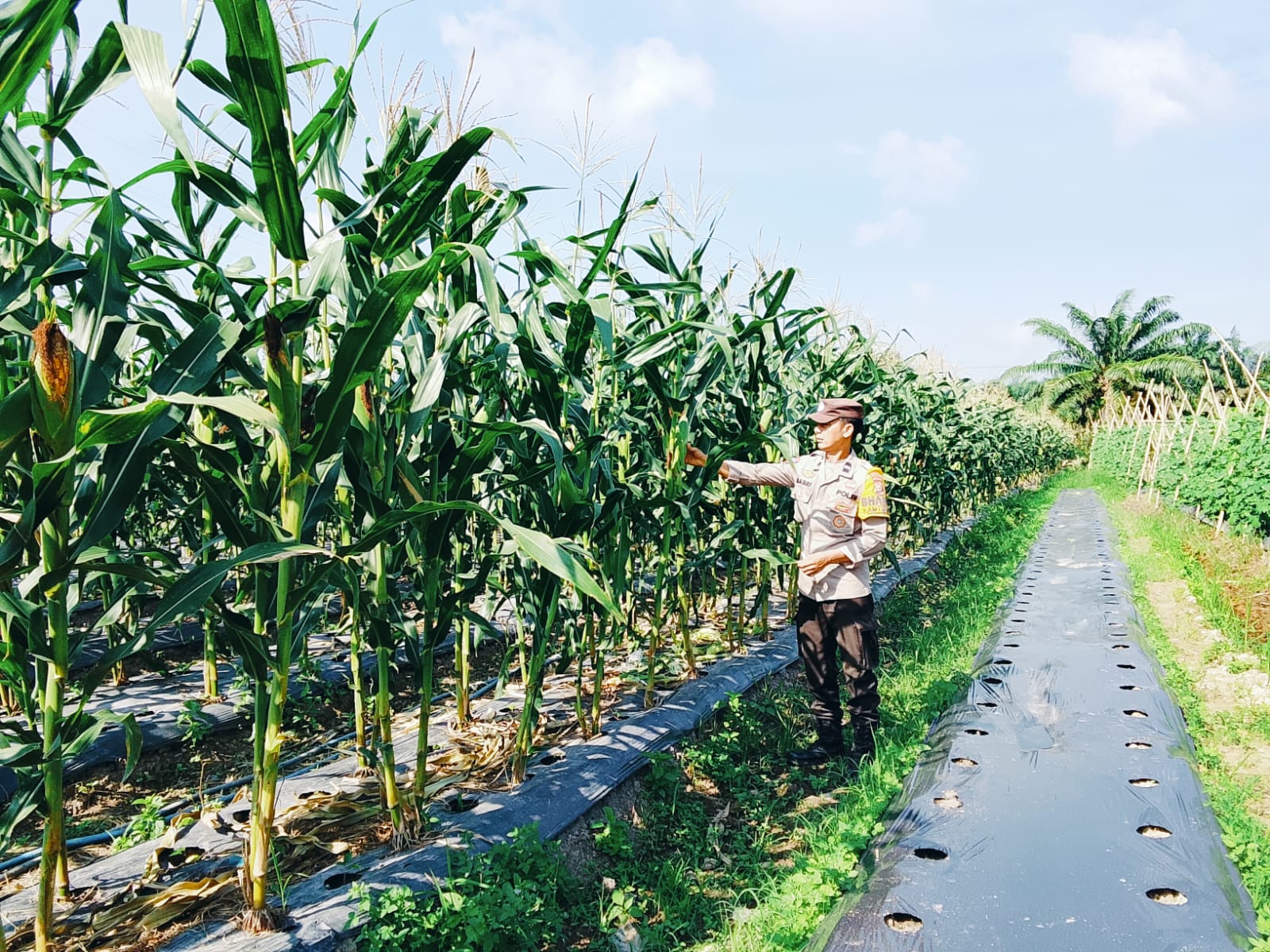 Bhabinkamtibmas Polsek Rimba Melintang Cek Tanaman Jagung Pipil 1 Hektare