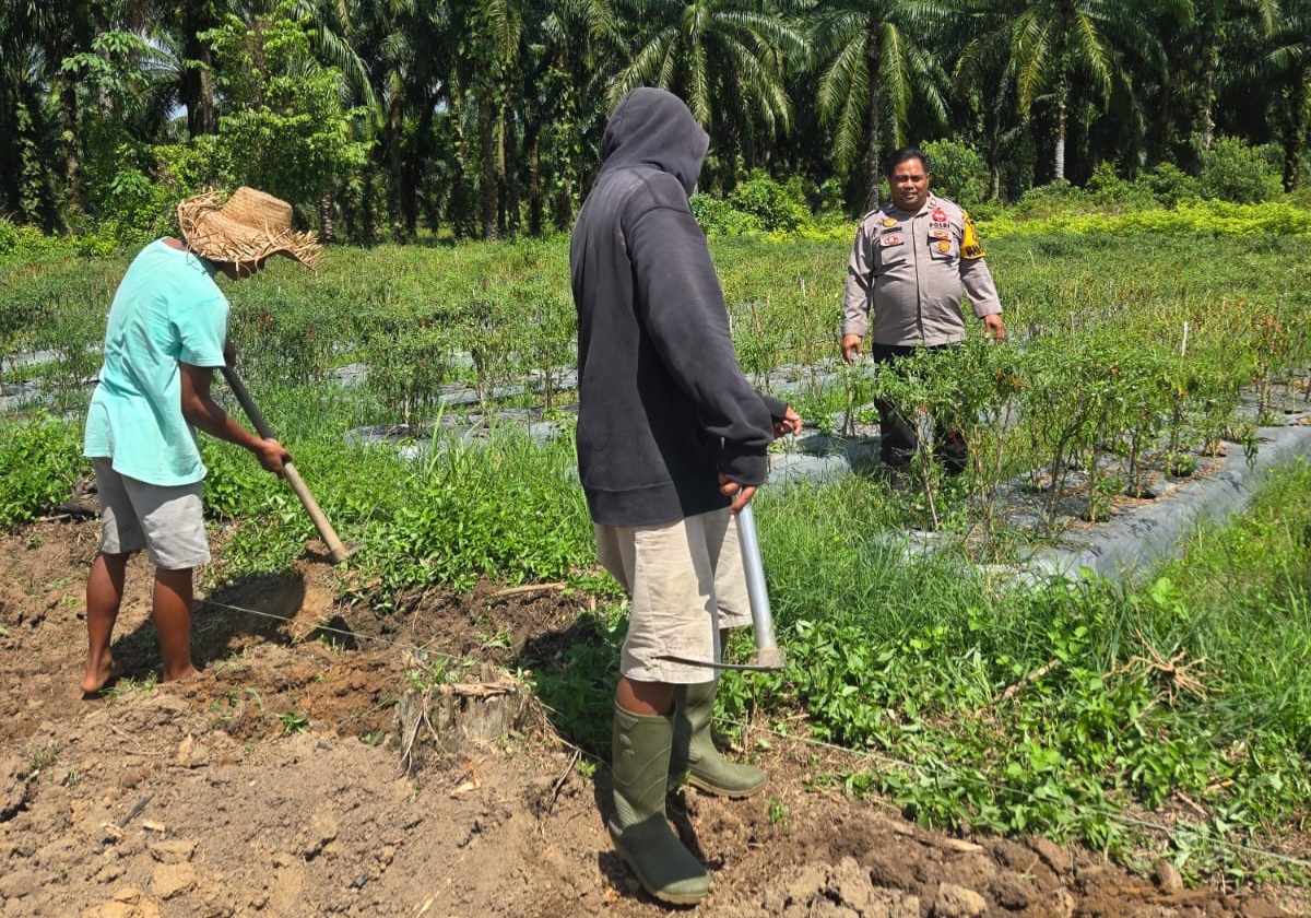 Sambangi Petani Cabai, Polisi Bangko Pusako Dorong Swasembada Pangan