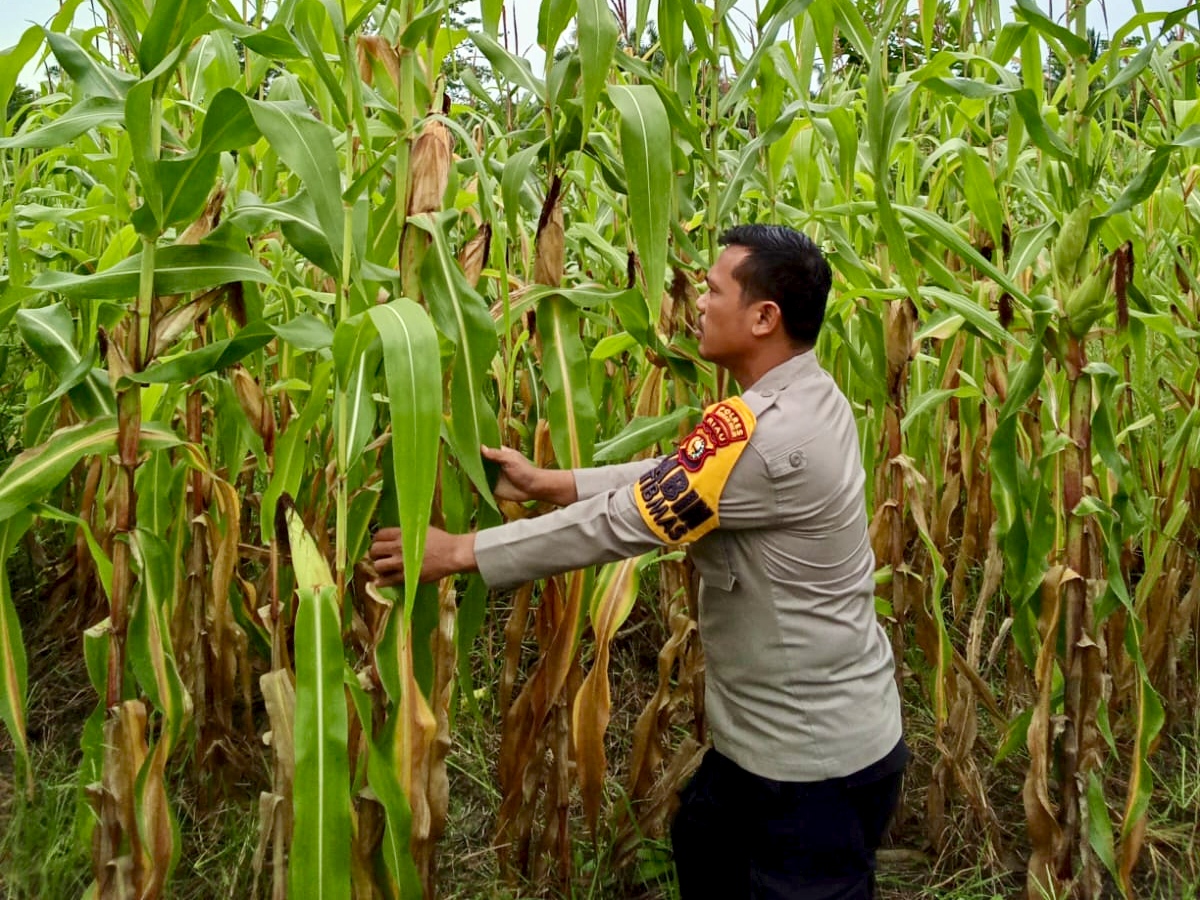 Polri Dukung Swasembada Pangan di Rimba Melintang, Lahan Jagung Dipantau Rutin