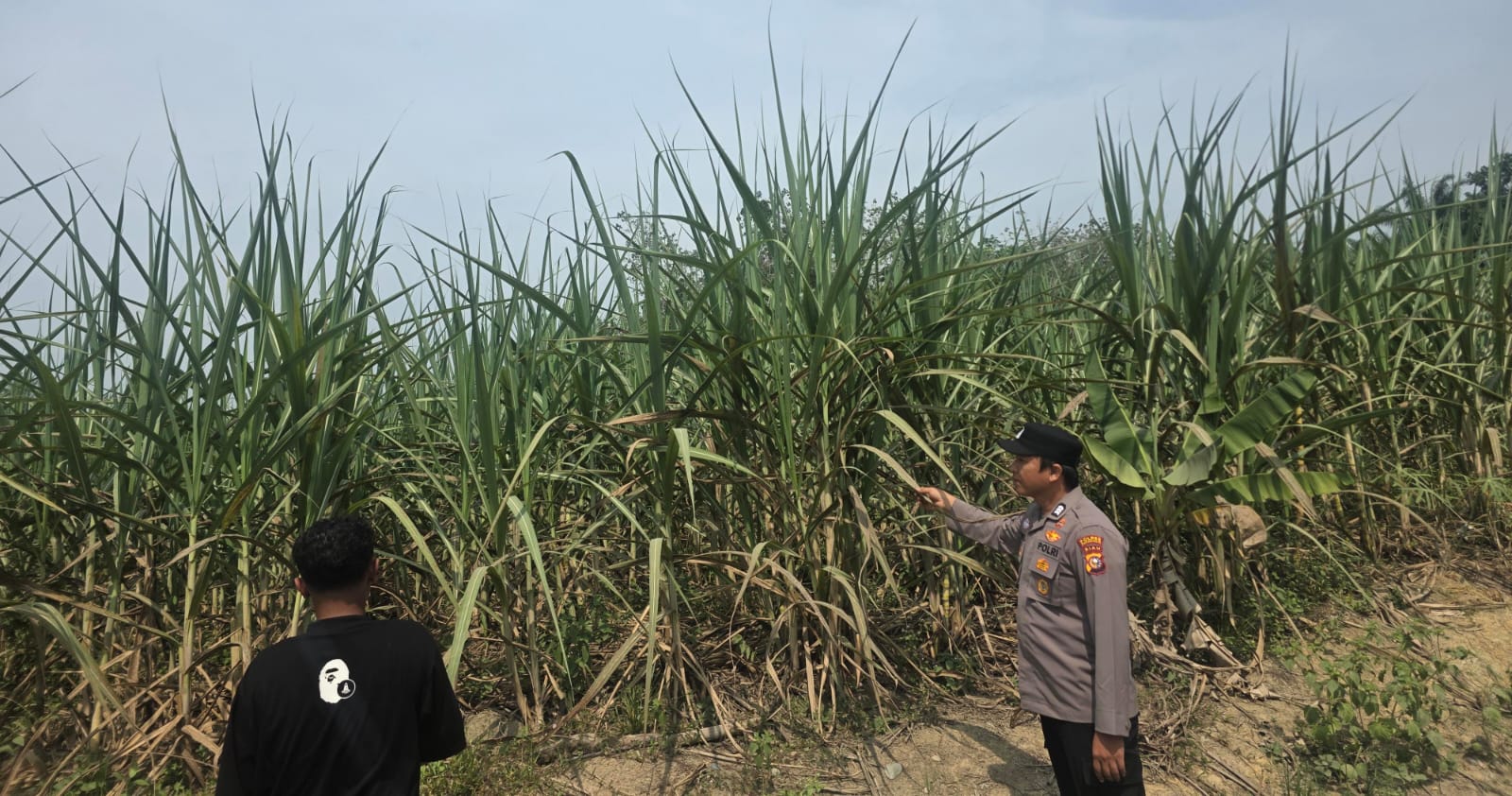 Setengah Hektare Lahan Ubi Jadi Sasaran Program Polisi Cinta Petani di Rohil 
