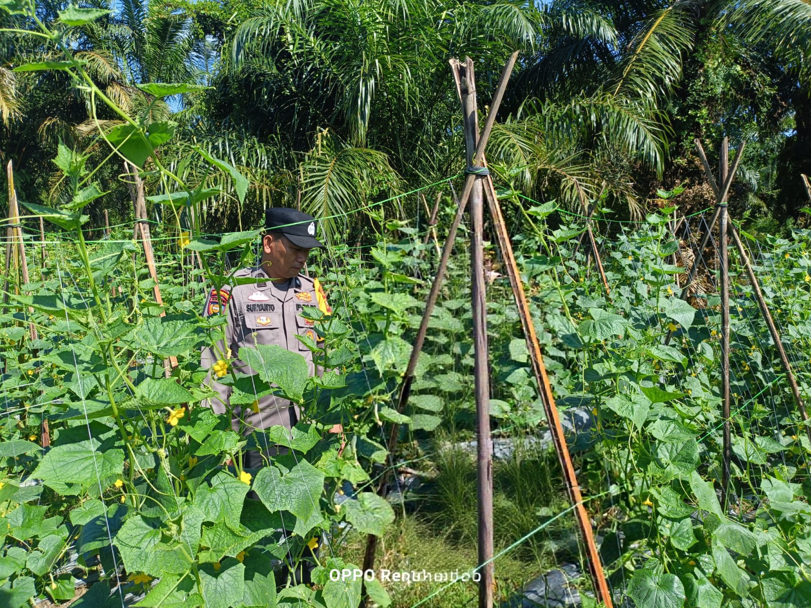 Dorong Ketahanan Pangan di Rohil, Bhabinkamtibmas Sambangi Petani Pare