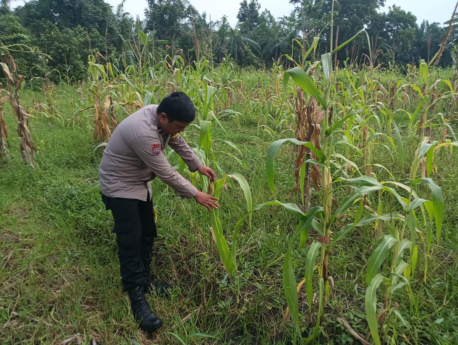 Polsek Rimba Melintang Cek Perkembangan Kebun Jagung Program Ketahanan Pangan