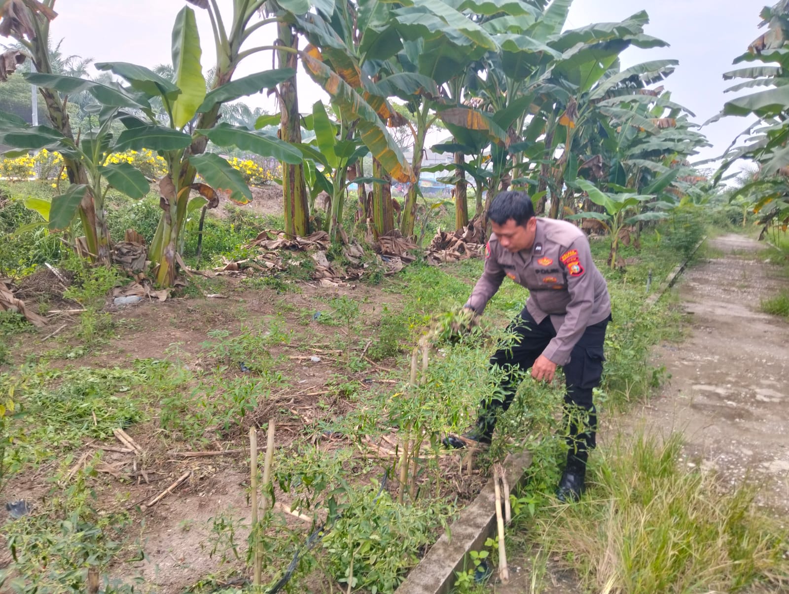 Dukung Ketahanan Pangan, Polisi di Bangko Pusako Turun Langsung ke Kebun Petani