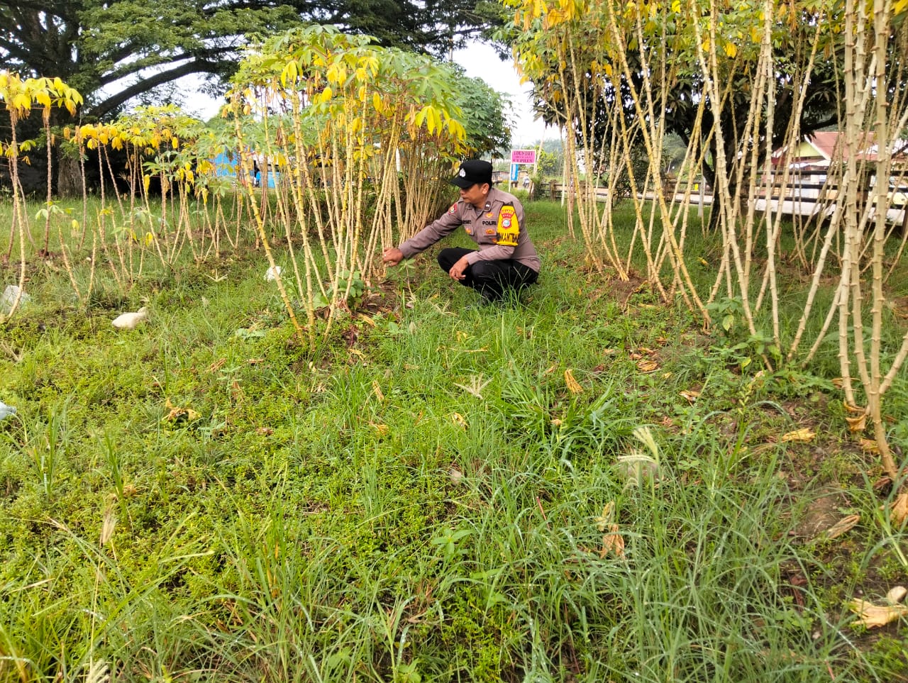 Dukung Ketahanan Pangan di Bangko Pusako, Polisi Turun ke Kebun Ubi