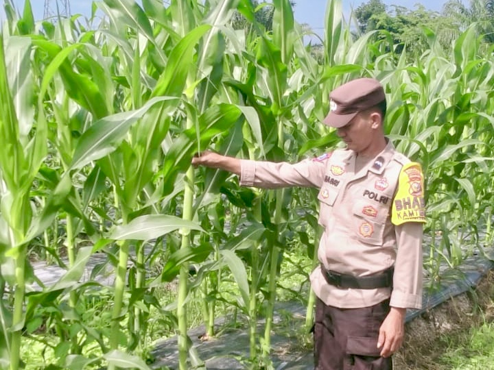 Jagung Ketahanan Pangan Usia 50 Hari Tumbuh Baik, Polsek Rimba Melintang Intensifkan Perawatan