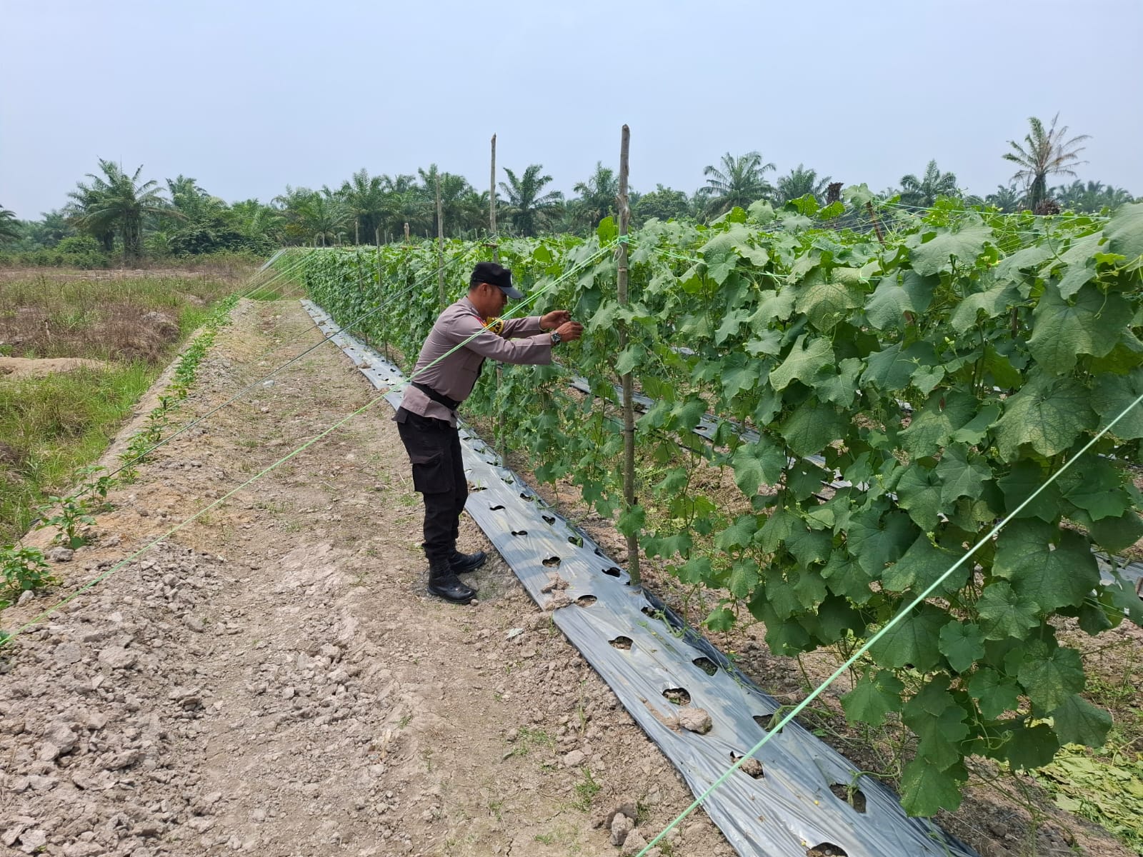 Polisi Sambangi Petani Pare di Rohil, Dorong Ketahanan Pangan
