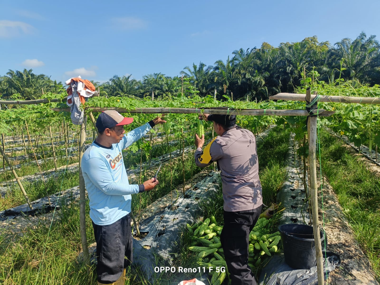 Polisi Dampingi Petani Pare di Rohil, Dorong Swasembada Pangan