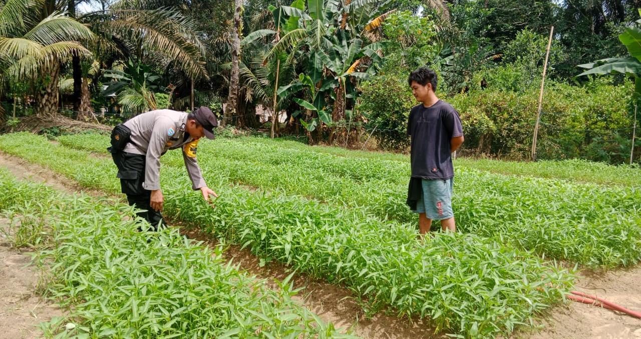 Bhabinkamtibmas Rohil Dampingi Petani Kangkung Demi Swasembada Pangan