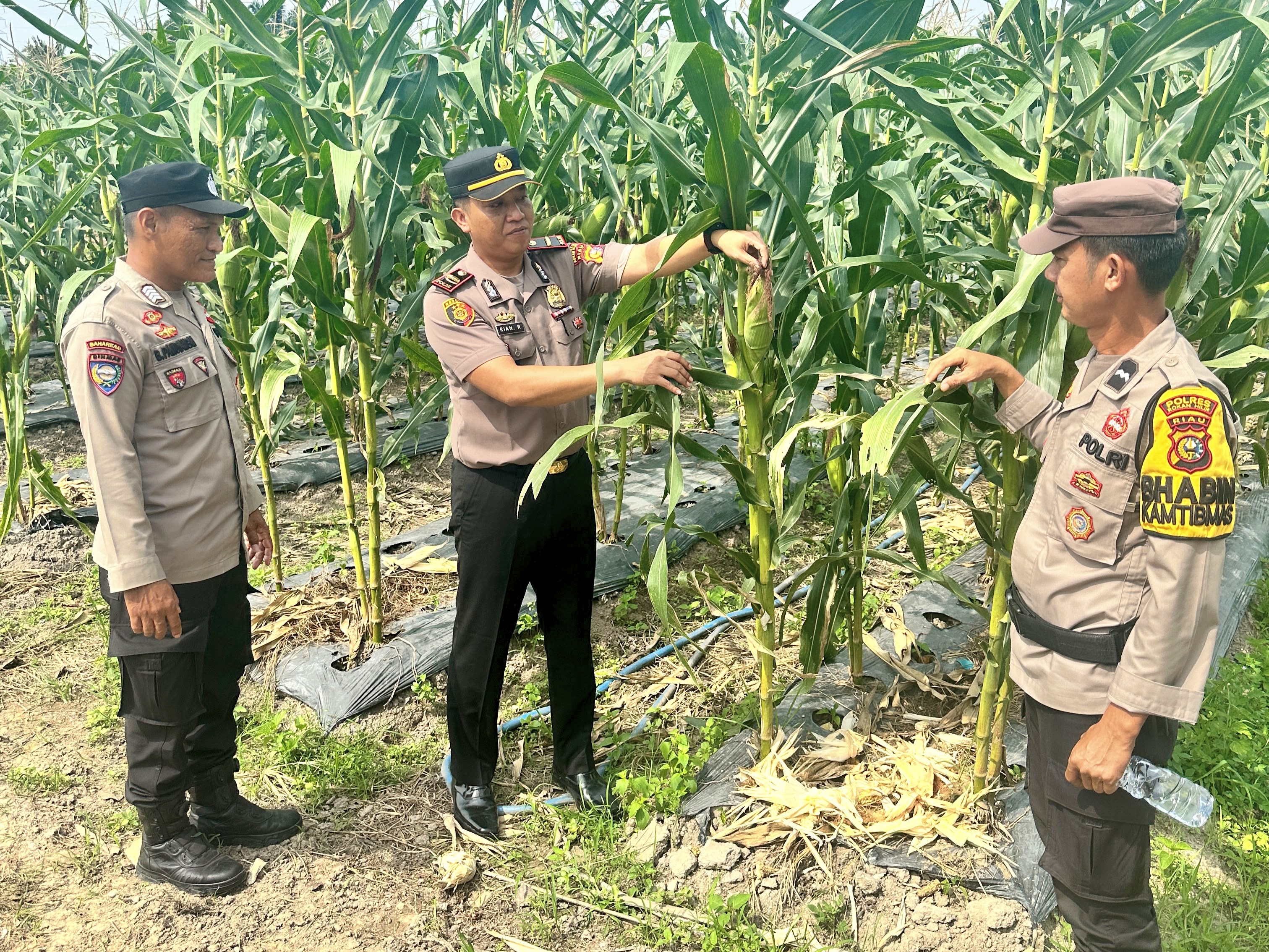 Kapolsek Rimba Melintang Cek Tanaman Jagung Program Ketahanan Pangan di Pematang Botam