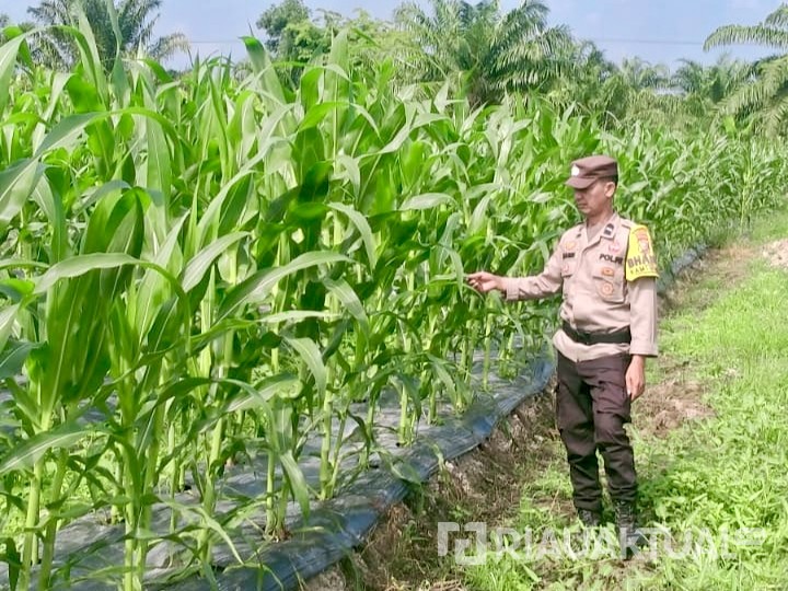 Polri di Rimba Melintang Kawal Swasembada Pangan, Lahan Jagung Pematang Botam Terus Dipantau
