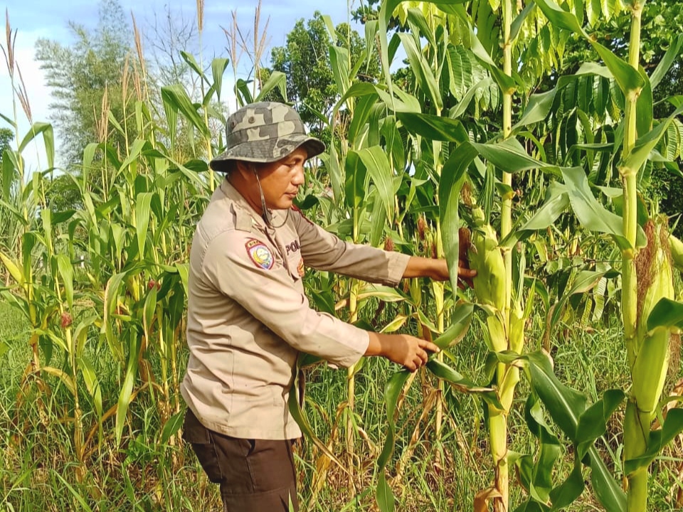 Bhabinkamtibmas Polsek Rimba Melintang Pantau Program Ketahanan Pangan di Mukti Jaya