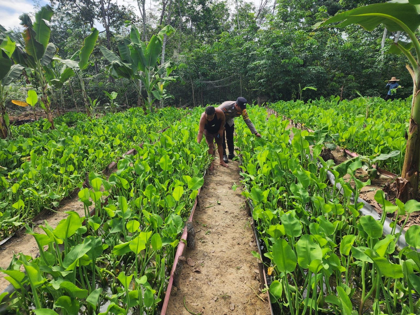 Polisi Sambang Petani di Bangko Pusako, Perkuat Ketahanan Pangan Nasional