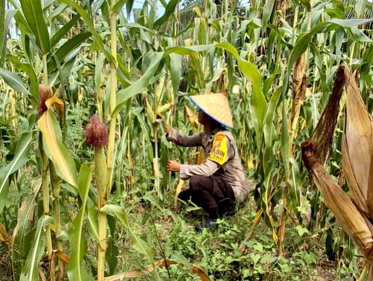 Program Ketahanan Pangan Terus Berjalan di Rimba Melintang dan Dipantau Bhabinkamtibmas