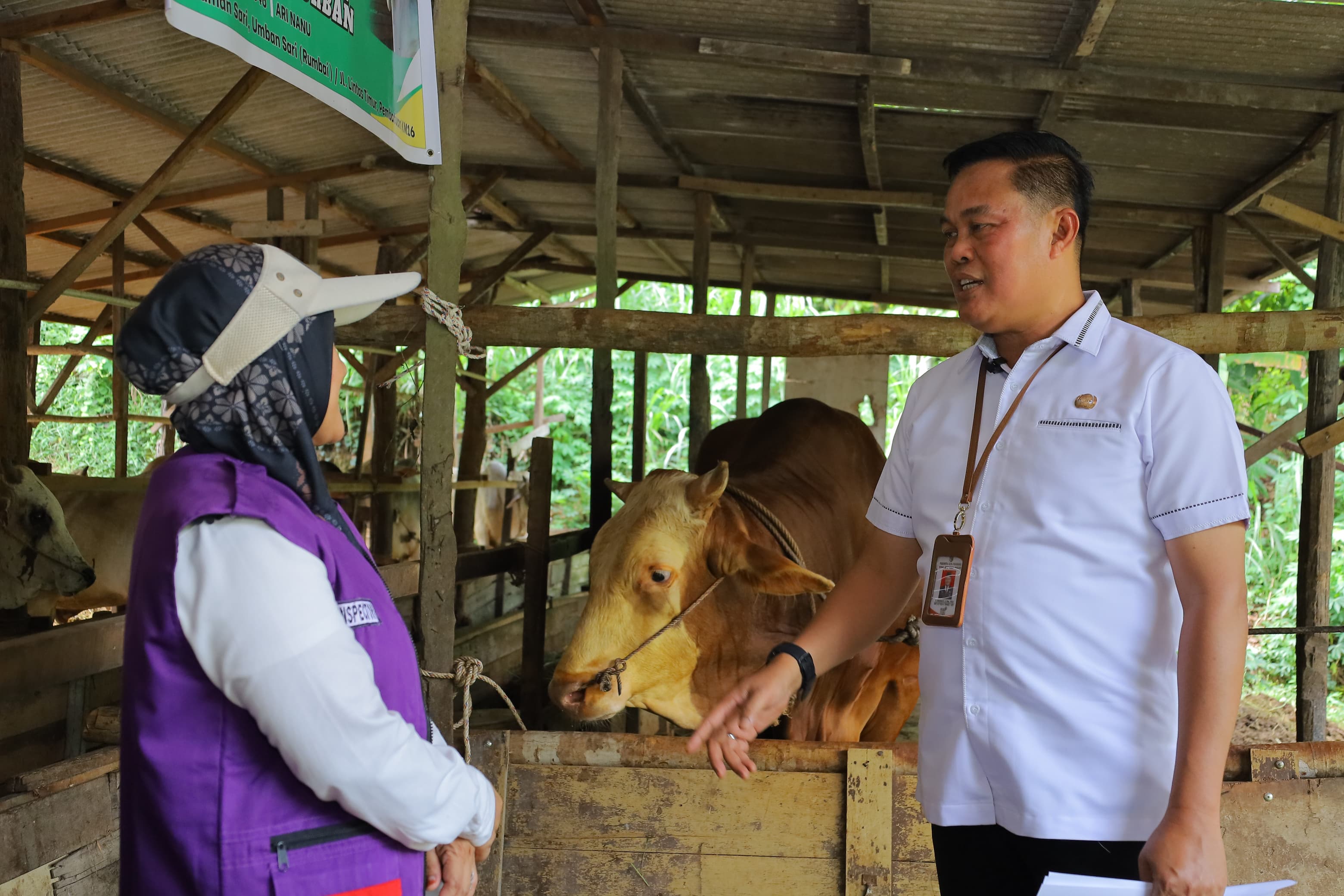 Distankan Pastikan Sapi Kurban Presiden RI di Pekanbaru Dalam Kondisi Sehat 