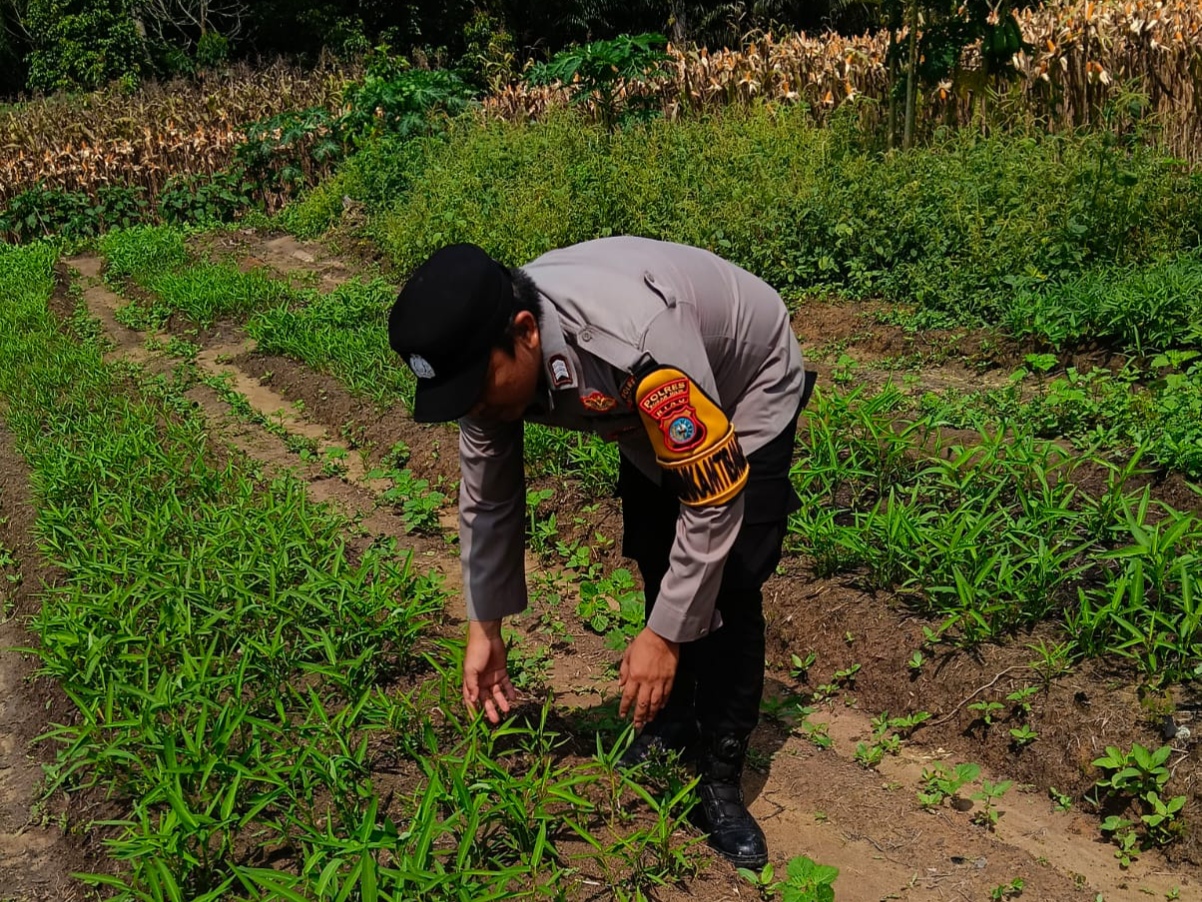 Polisi Cinta Petani, Bhabinkamtibmas Bangko Pusako Sambangi Kebun Kangkung Warga