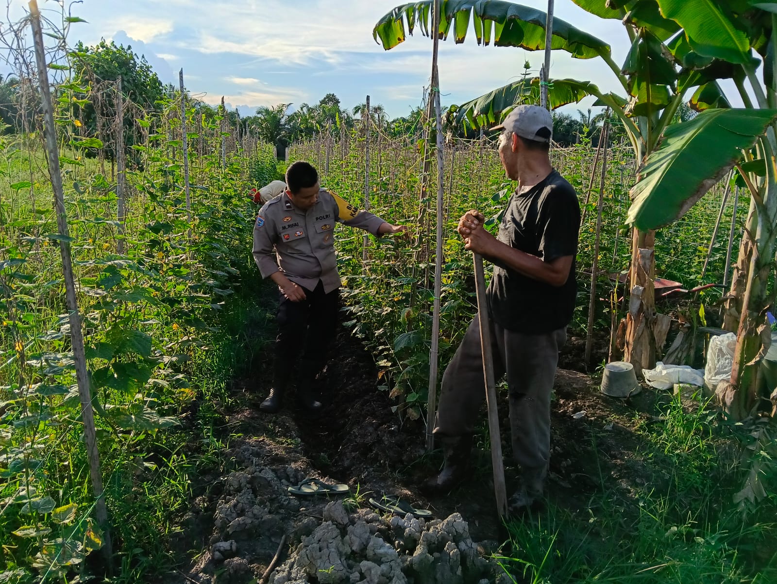 Program Polisi Cinta Petani, Bhabinkamtibmas Motivasi Petani Timun di Rohil