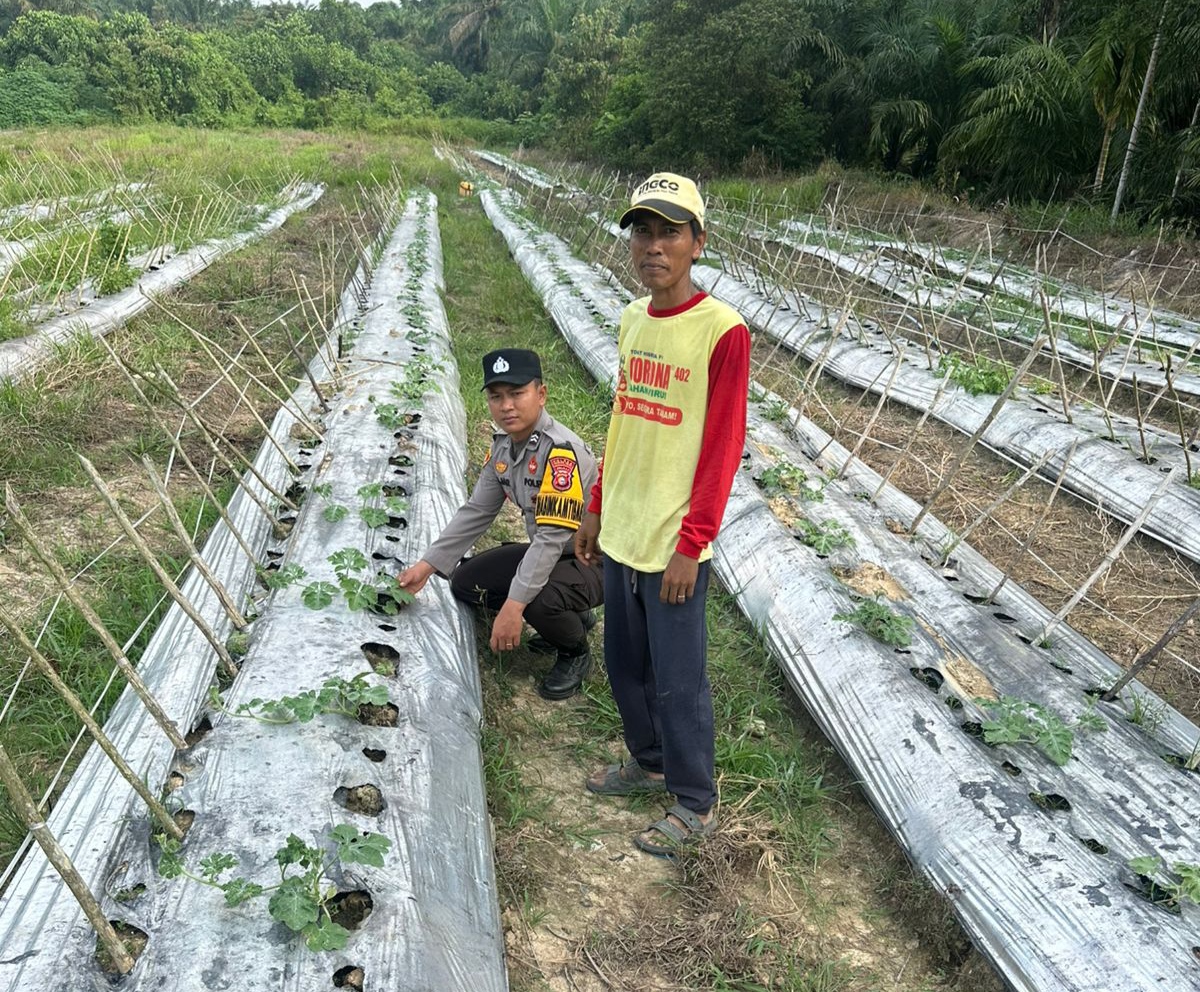 Dukung Asta Cita Presiden, Polisi Bangko Pusako Dampingi Petani Semangka