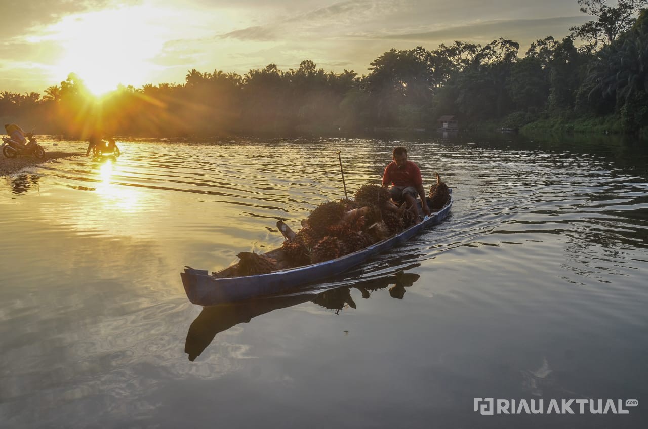 Ekonomi Hijau Jadi Arah Baru Industri Sawit Nasional 