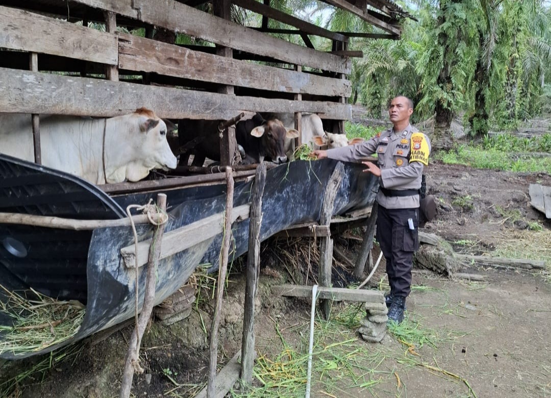 Program Polisi Cinta Petani, Bhabinkamtibmas di Rohil Sambangi Peternak Sapi