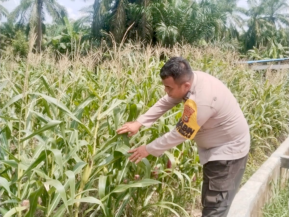Bhabinkamtibmas Polsek Rimba Melintang Pantau Pertumbuhan Jagung di Harapan Jaya