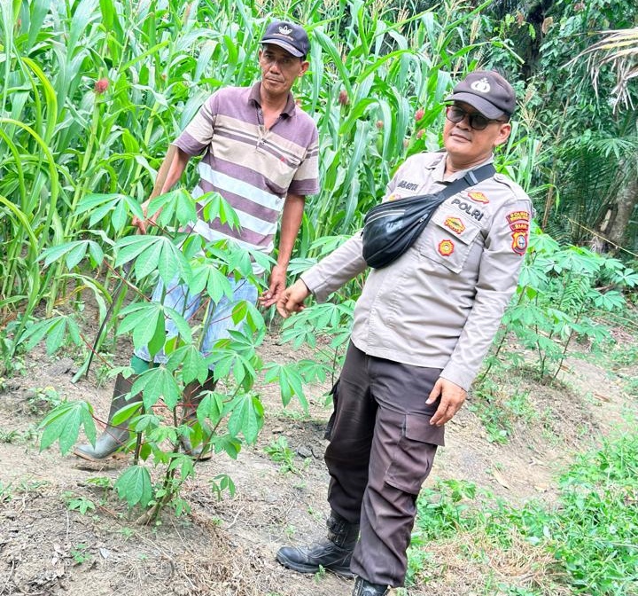 Polisi di Rohil Rawat Tanaman Jagung Demi Dukung Ketahanan Pangan Nasional