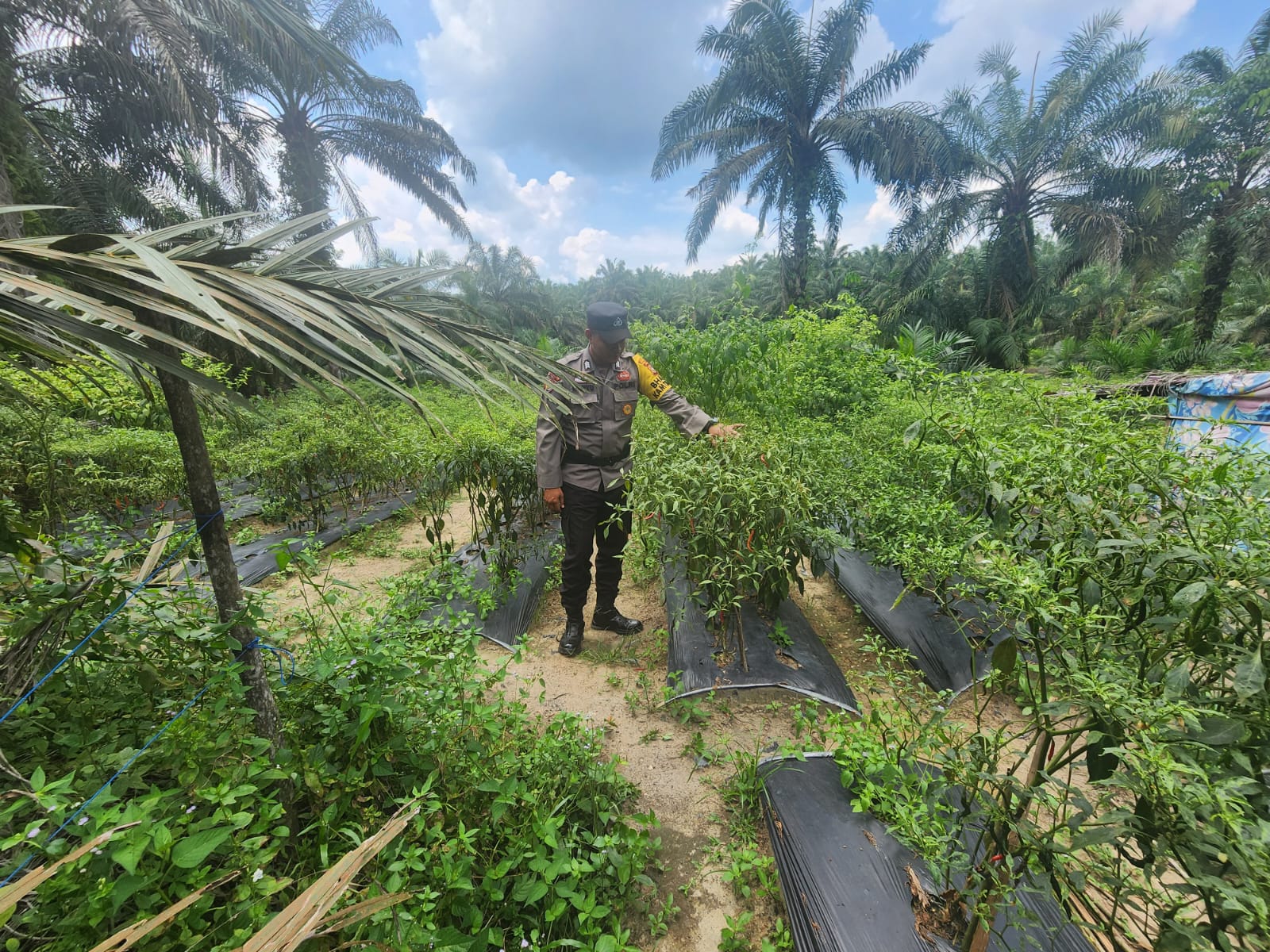 Polisi di Rohil Sambangi Petani Cabai, Dorong Ketahanan Pangan di Pematang Damar