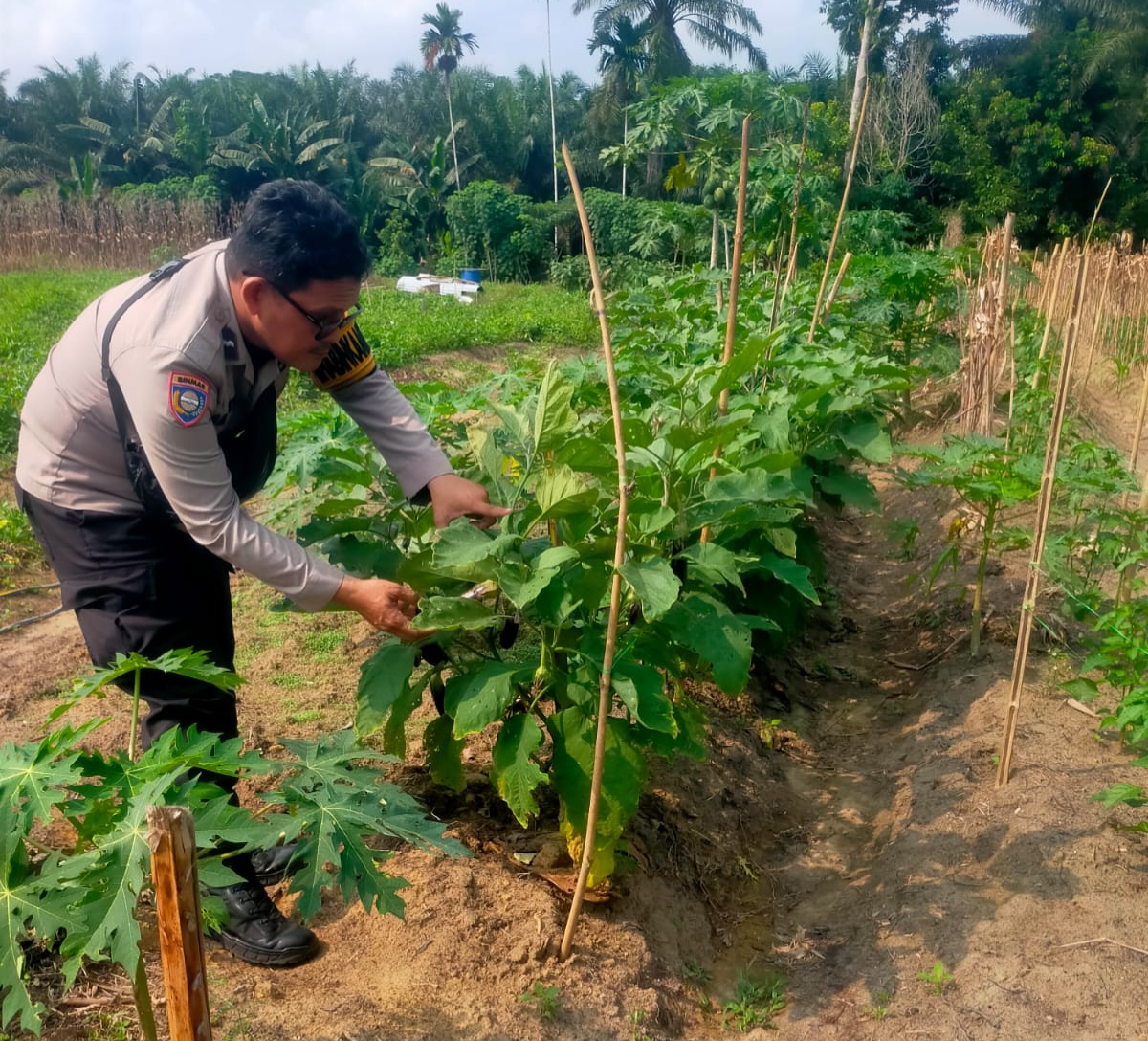 Jaga Ketahanan Pangan, Polisi Cinta Petani Sasar Kebun Terong di Rohil