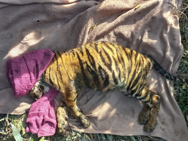 Usai Dievakuasi BBKSDA Riau, Anak Harimau Sumatera Dirawat di Yayasan Arsari Djojohadikusumo