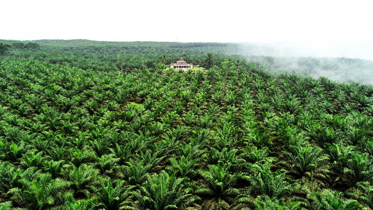 KPK Diminta Usut Aliran Uang Kebun Sawit Sitaan yang Dikelola Agrinas