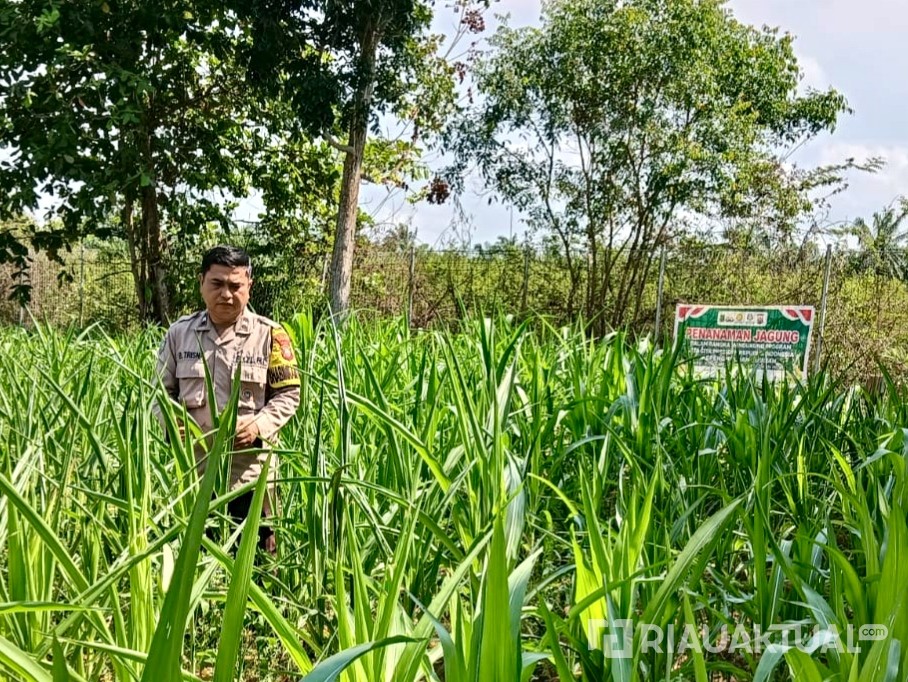 Bhabinkamtibmas Polsek Rimba Melintang Pantau Pertumbuhan Jagung di Jumrah