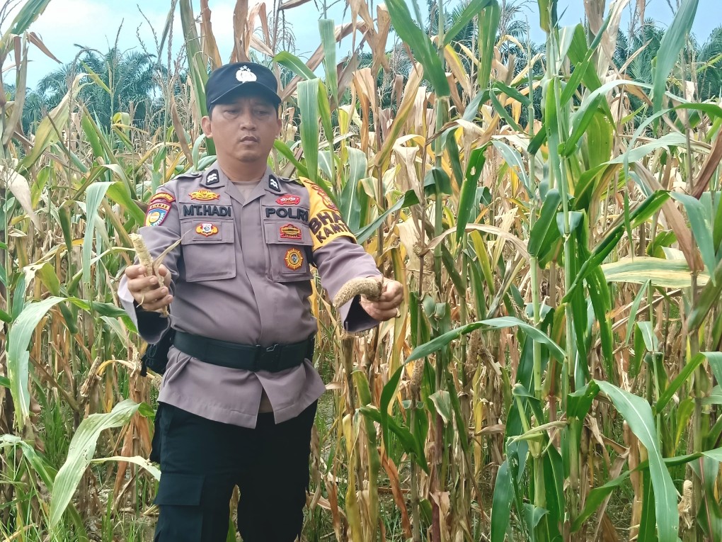 Polsek Rimba Melintang Intensifkan Pemantauan Jagung Ketahanan Pangan di Lahan 2 Hektare