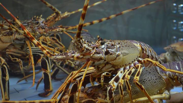 Studi: Lobster Bisa Merasakan Sakit, Ilmuwan Minta Jangan Dimasak Hidup-hidup
