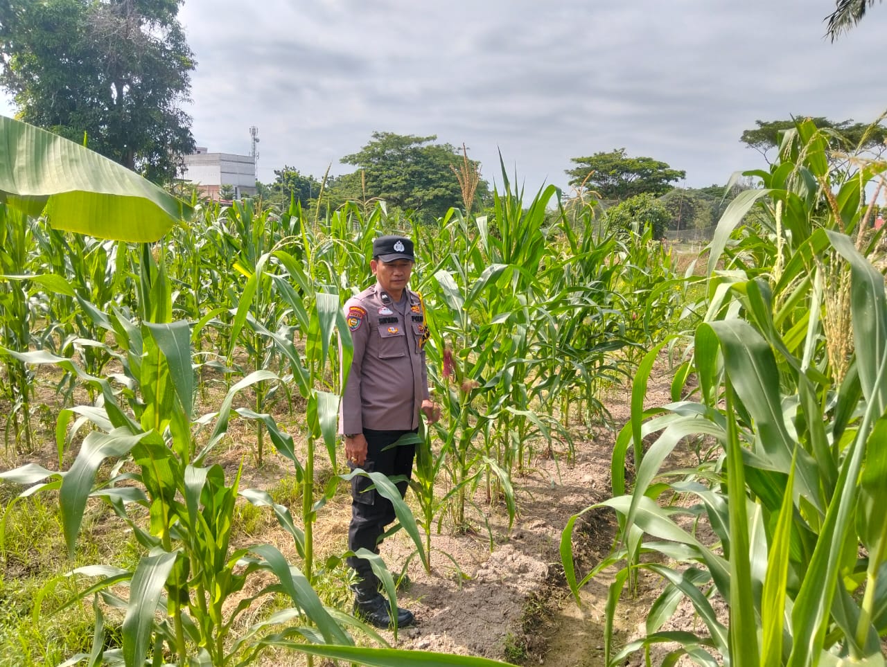 Dukung Ketahanan Pangan, Polisi Sambang Petani Jagung Manis di Rohil